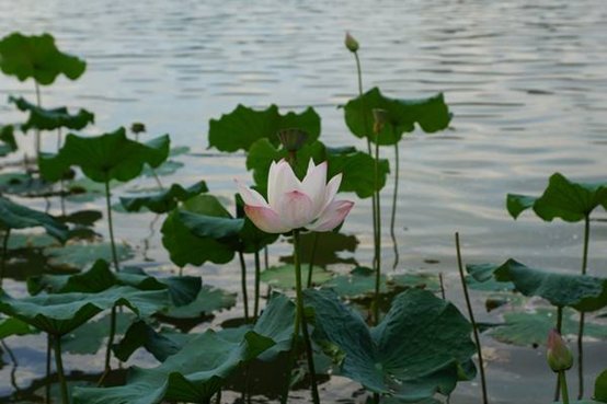 “清水出芙蓉,天然去雕饰”,为何会用它形容女子?
