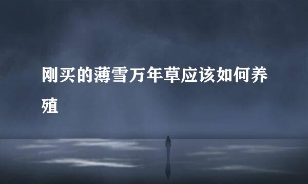 刚买的薄雪万年草应该如何养殖