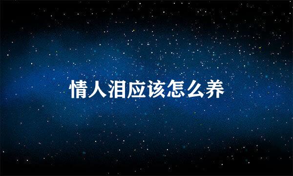 情人泪应该怎么养
