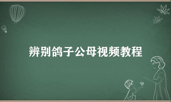 辨别鸽子公母视频教程