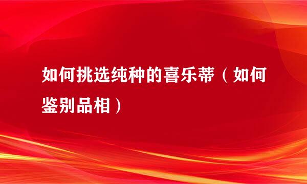 如何挑选纯种的喜乐蒂（如何鉴别品相）