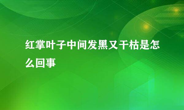 红掌叶子中间发黑又干枯是怎么回事
