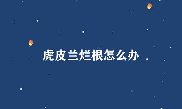 虎皮兰烂根怎么办