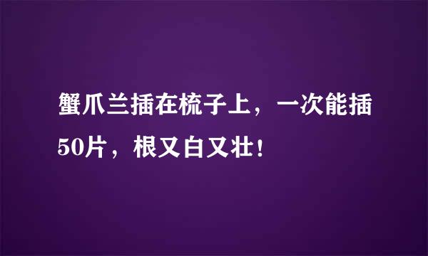 蟹爪兰插在梳子上，一次能插50片，根又白又壮！