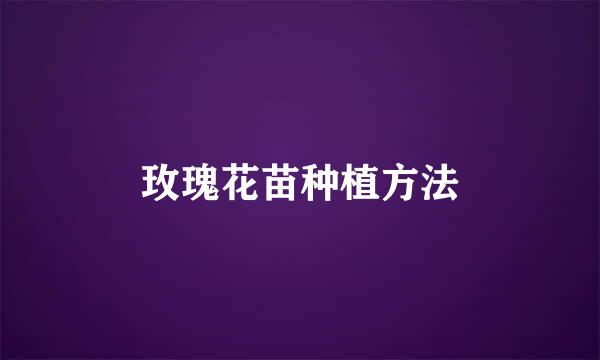 玫瑰花苗种植方法
