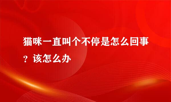 猫咪一直叫个不停是怎么回事？该怎么办