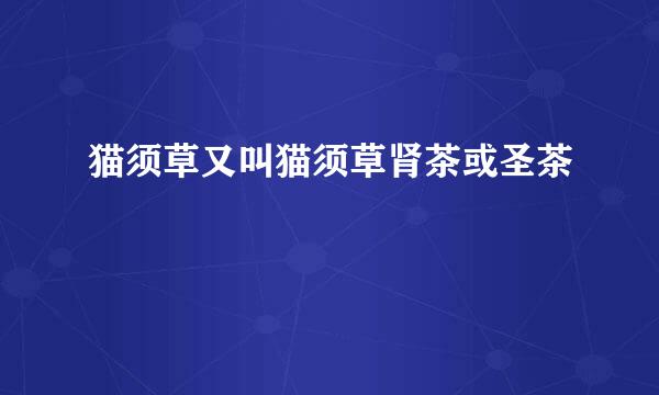 猫须草又叫猫须草肾茶或圣茶