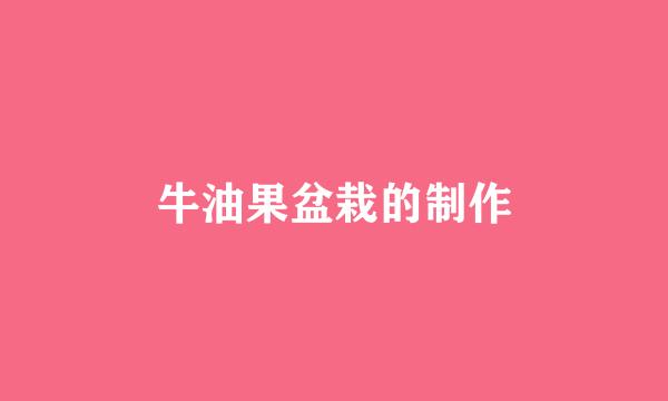 牛油果盆栽的制作