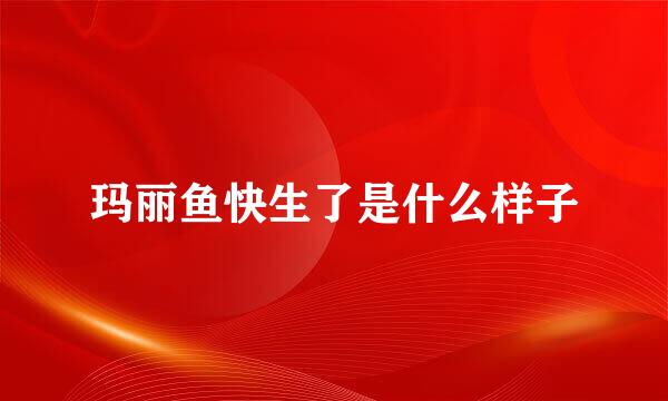 玛丽鱼快生了是什么样子