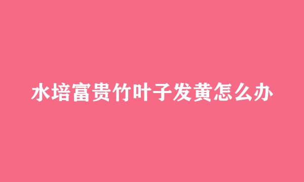 水培富贵竹叶子发黄怎么办