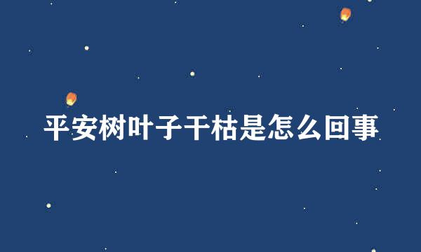平安树叶子干枯是怎么回事