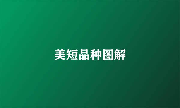 美短品种图解