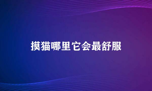 摸猫哪里它会最舒服