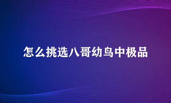 怎么挑选八哥幼鸟中极品