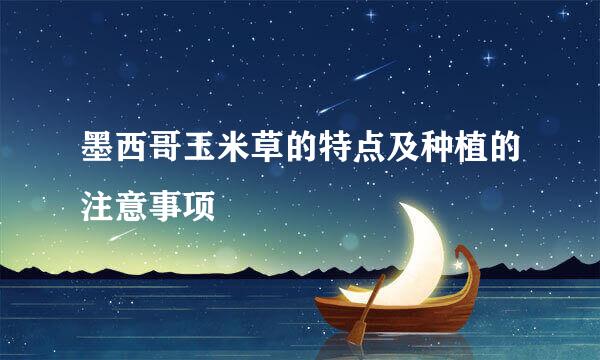 墨西哥玉米草的特点及种植的注意事项