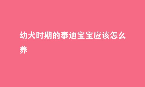 幼犬时期的泰迪宝宝应该怎么养