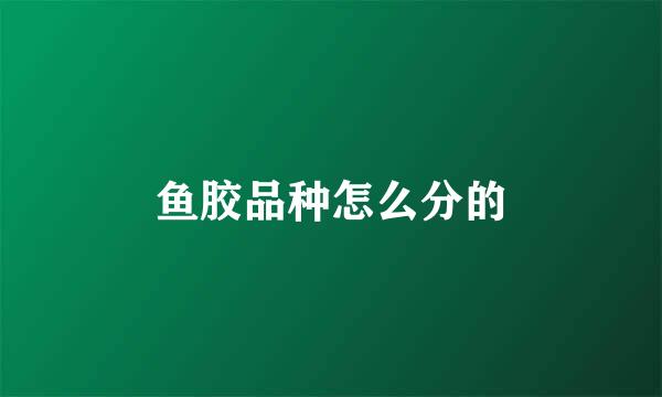鱼胶品种怎么分的