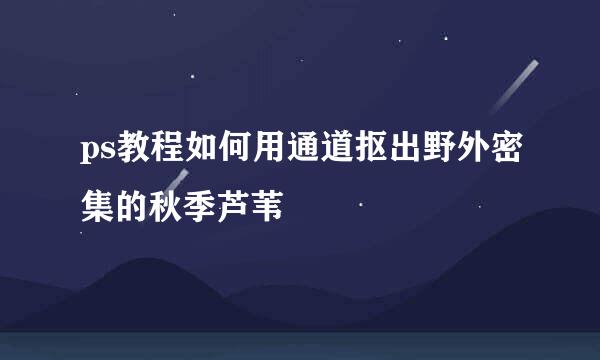 ps教程如何用通道抠出野外密集的秋季芦苇