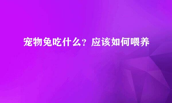 宠物兔吃什么？应该如何喂养