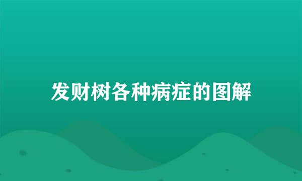 发财树各种病症的图解