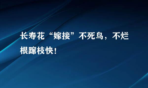 长寿花“嫁接”不死鸟，不烂根蹿枝快！ ￼