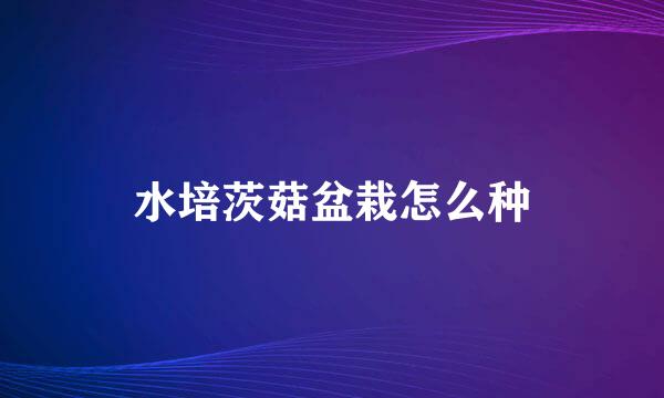 水培茨菇盆栽怎么种