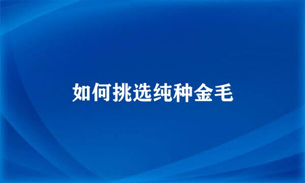 如何挑选纯种金毛