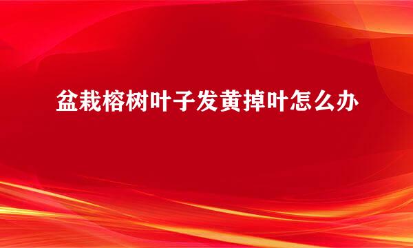 盆栽榕树叶子发黄掉叶怎么办