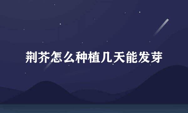 荆芥怎么种植几天能发芽