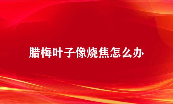 腊梅叶子像烧焦怎么办