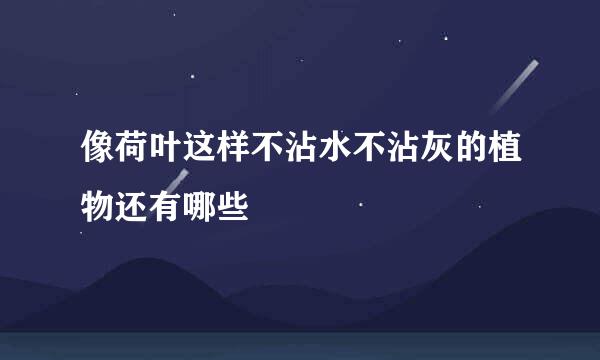 像荷叶这样不沾水不沾灰的植物还有哪些