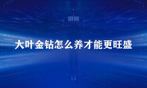 大叶金钻怎么养才能更旺盛