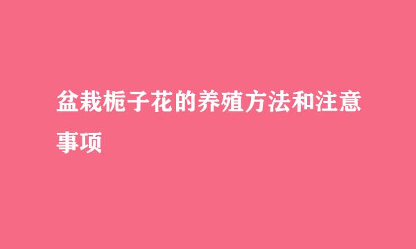 盆栽栀子花的养殖方法和注意事项