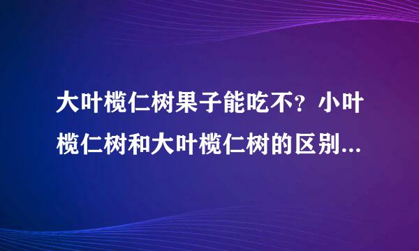 大叶榄仁树果子能吃不?小叶榄仁树和大叶榄仁树的区别又是什么