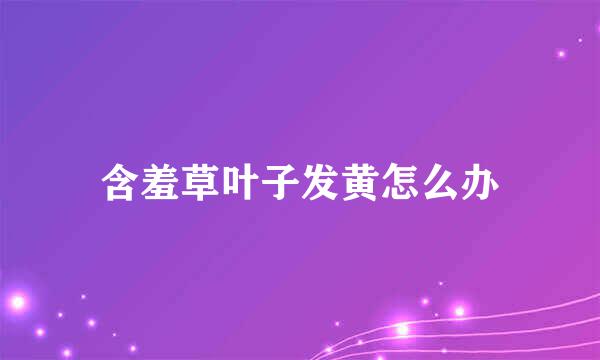 含羞草叶子发黄怎么办