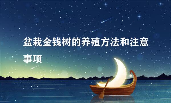 盆栽金钱树的养殖方法和注意事项