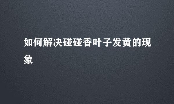 如何解决碰碰香叶子发黄的现象