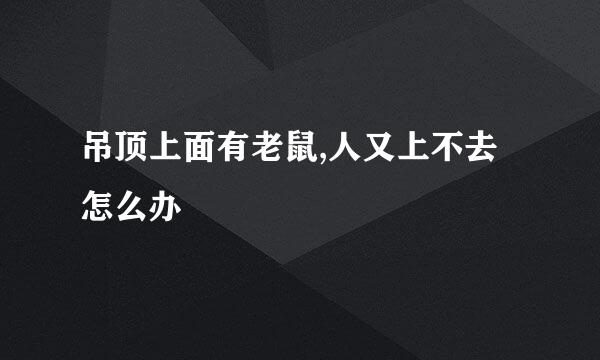 吊顶上面有老鼠,人又上不去怎么办