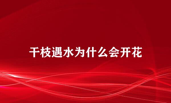 干枝遇水为什么会开花