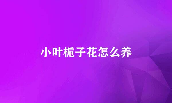 小叶栀子花怎么养