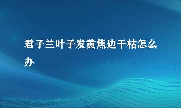 君子兰叶子发黄焦边干枯怎么办