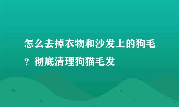 怎么去掉衣物和沙发上的狗毛？彻底清理狗猫毛发