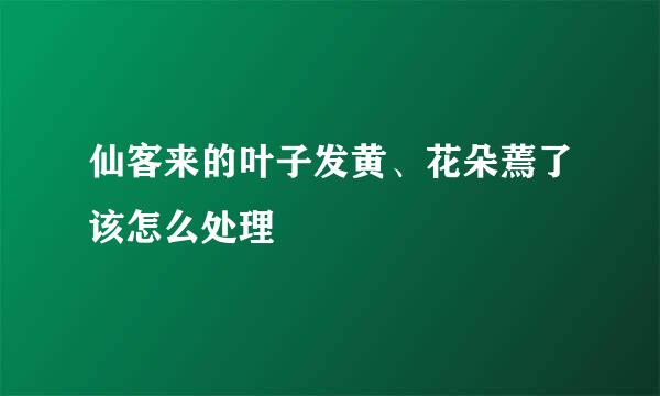 仙客来的叶子发黄、花朵蔫了该怎么处理