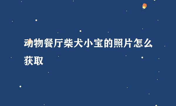 动物餐厅柴犬小宝的照片怎么获取