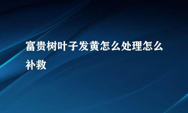 富贵树叶子发黄怎么处理怎么补救