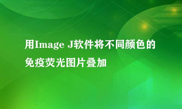 用Image J软件将不同颜色的免疫荧光图片叠加