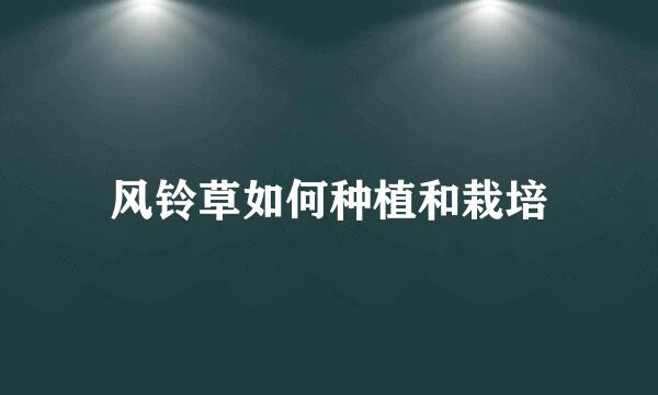 风铃草如何种植和栽培