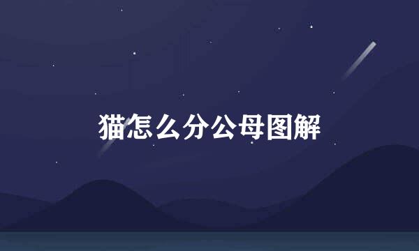 猫怎么分公母图解