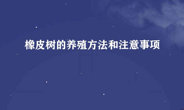 橡皮树的养殖方法和注意事项