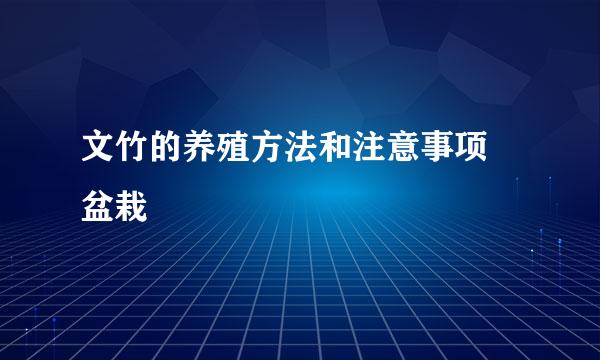 文竹的养殖方法和注意事项 盆栽